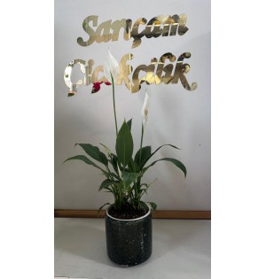 saksıda spat